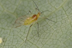 Illinoia liriodendri