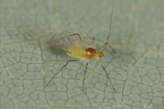 Illinoia liriodendri