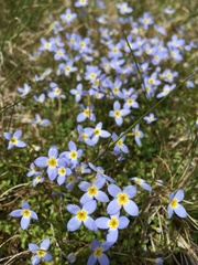 Houstonia serpyllifolia