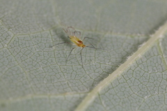 Illinoia liriodendri