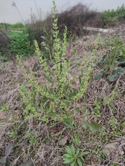 Rumex dentatus