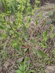 Rumex dentatus
