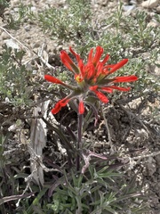 Castilleja scabrida