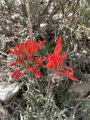 Castilleja scabrida