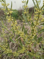 Rumex dentatus
