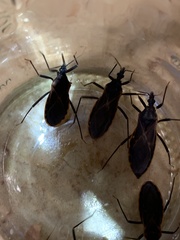 Triatoma rubida
