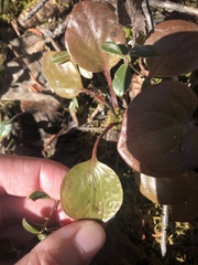 Pyrola grandiflora