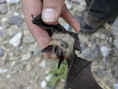 Myotis ciliolabrum
