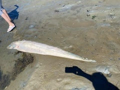 Trachipterus altivelis