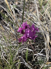 Oxytropis lagopus