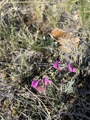Oxytropis lagopus