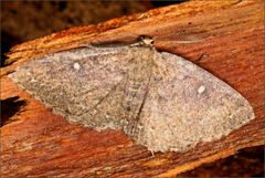 Casbia melanops