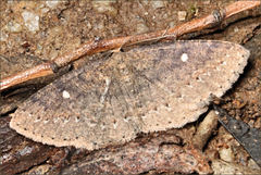 Casbia melanops