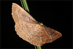 Casbia melanops
