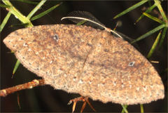 Casbia melanops