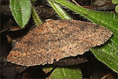 Casbia melanops