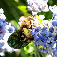 Lasioglossum
