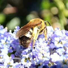 Lasioglossum