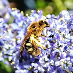 Lasioglossum