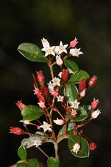 Serichonus gracilipes