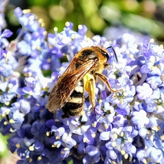 Lasioglossum