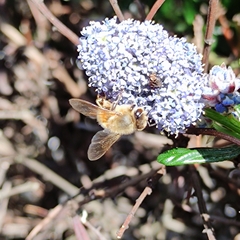 Apis mellifera