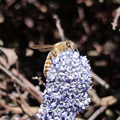 Apis mellifera