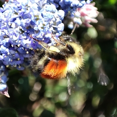 Bombus melanopygus