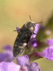 Acmaeodera tubulus