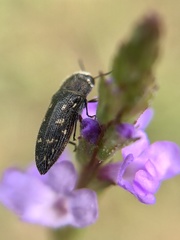 Acmaeodera tubulus