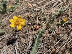 Balsamorhiza sericea