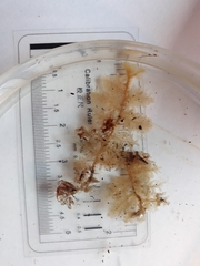 Trichocolea mollissima