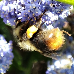Bombus mixtus