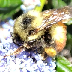 Bombus mixtus