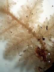 Trichocolea mollissima