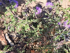 Monardella undulata