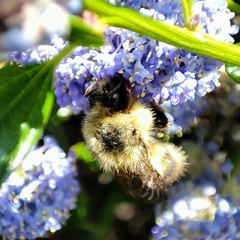 Bombus mixtus