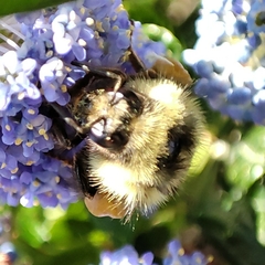 Bombus mixtus