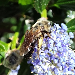 Anthophila