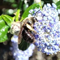 Anthophila