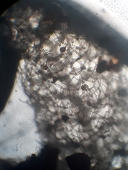 Trichocolea mollissima