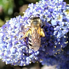 Anthophila