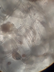 Trichocolea mollissima