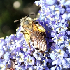 Anthophila