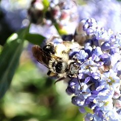 Anthophila