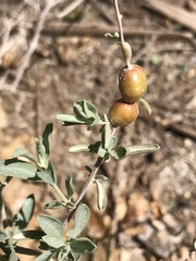 Asphondylia atriplicis