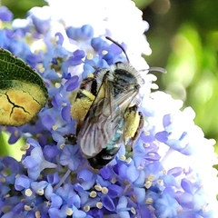 Anthophila