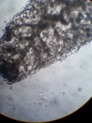 Trichocolea mollissima