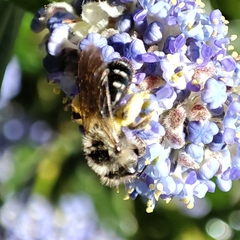 Anthophila