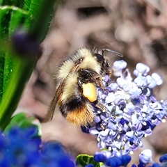 Bombus mixtus